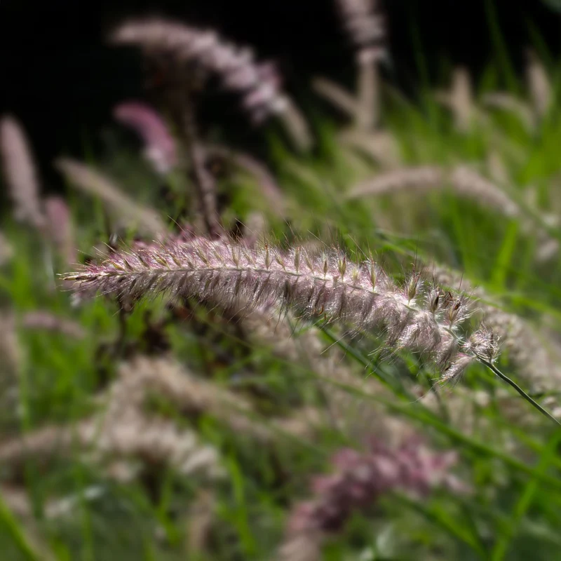 Herbe aux écouvillons Karley Rose ® - Pennisetum