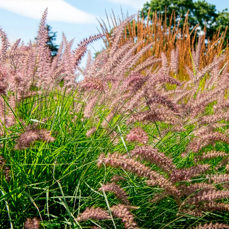Herbe aux écouvillons Karley Rose ® - Pennisetum