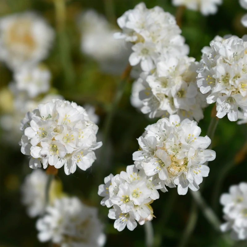 Gazon d'Espagne blanc