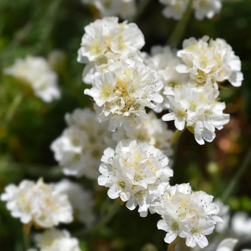 Gazon d'Espagne blanc