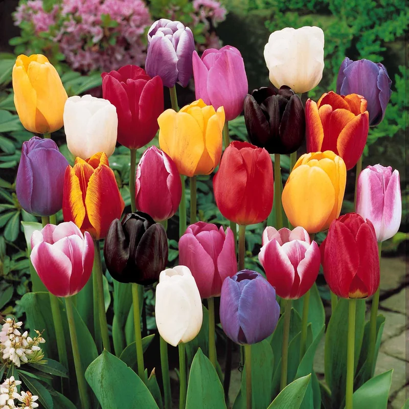 20 Tulipes tardives en mélange