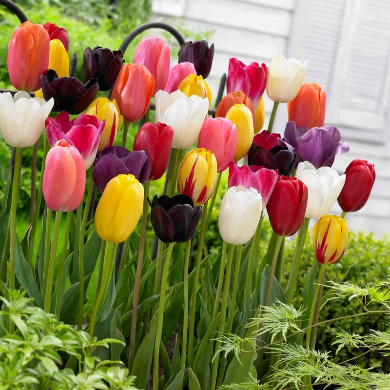 Tulipes à longues tiges en mélange