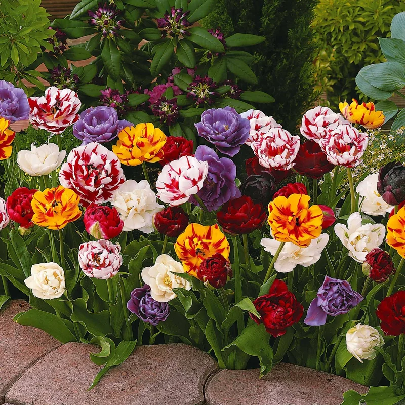 20 Tulipes à fleurs de pivoine en mélange