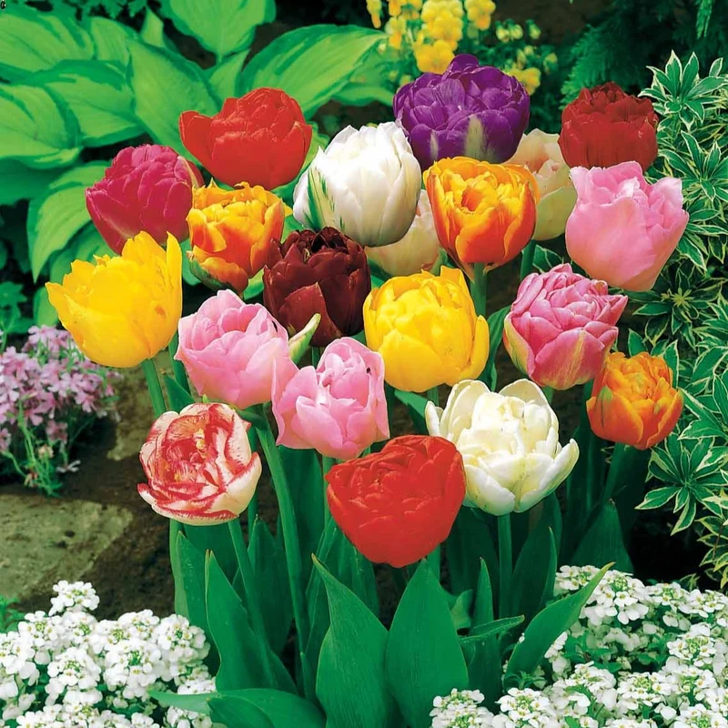 20 Tulipes à fleurs de pivoine en mélange