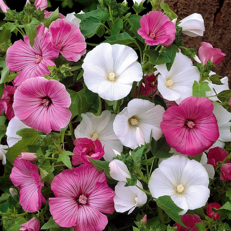 Lavatères à grandes fleurs en mélange