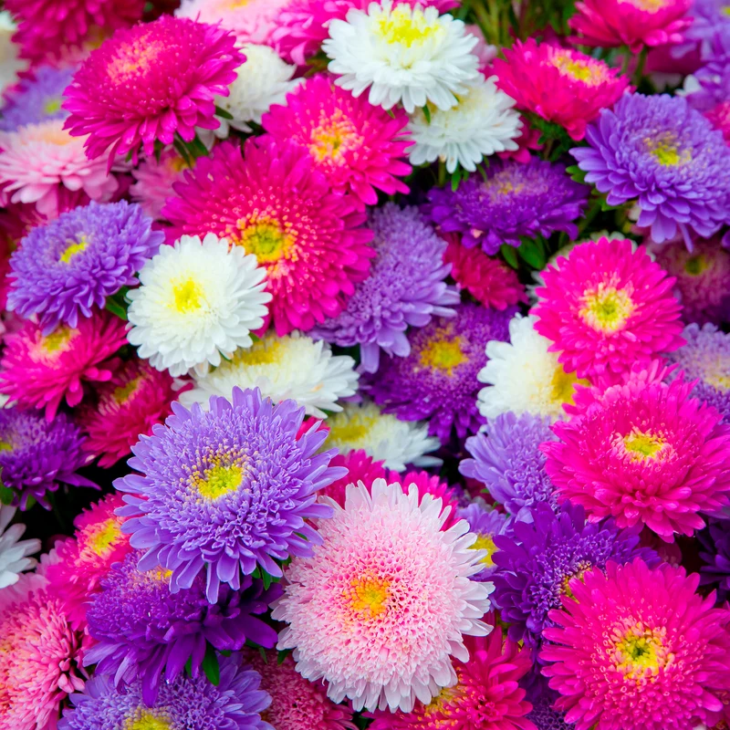 Collection de Reine-marguerite