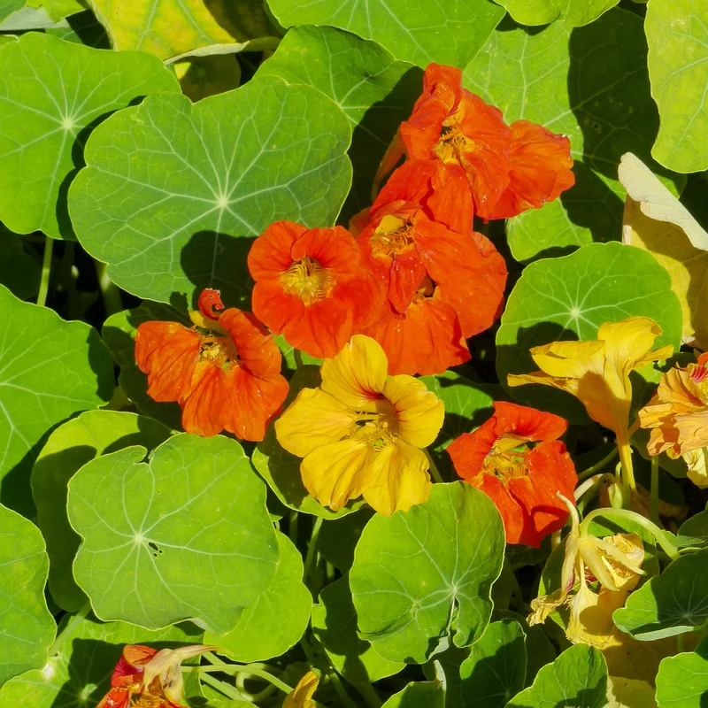 Capucines naines en mélange