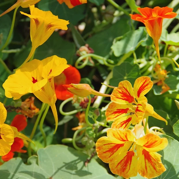 Capucines naines en mélange