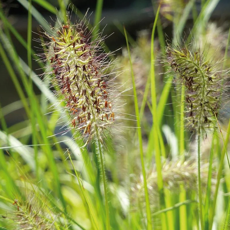 Herbe aux écouvillons Hameln Gold - Pennisetum