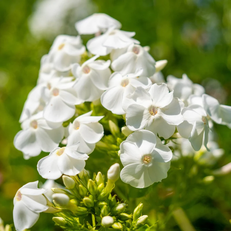Phlox paniculé White Admiral