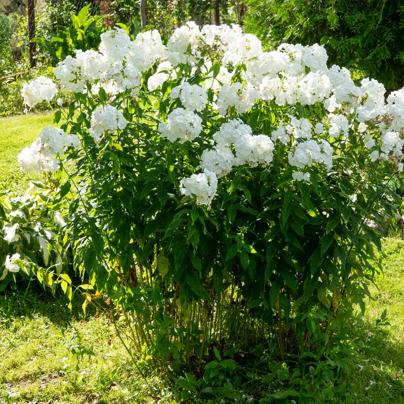 Phlox paniculé White Admiral