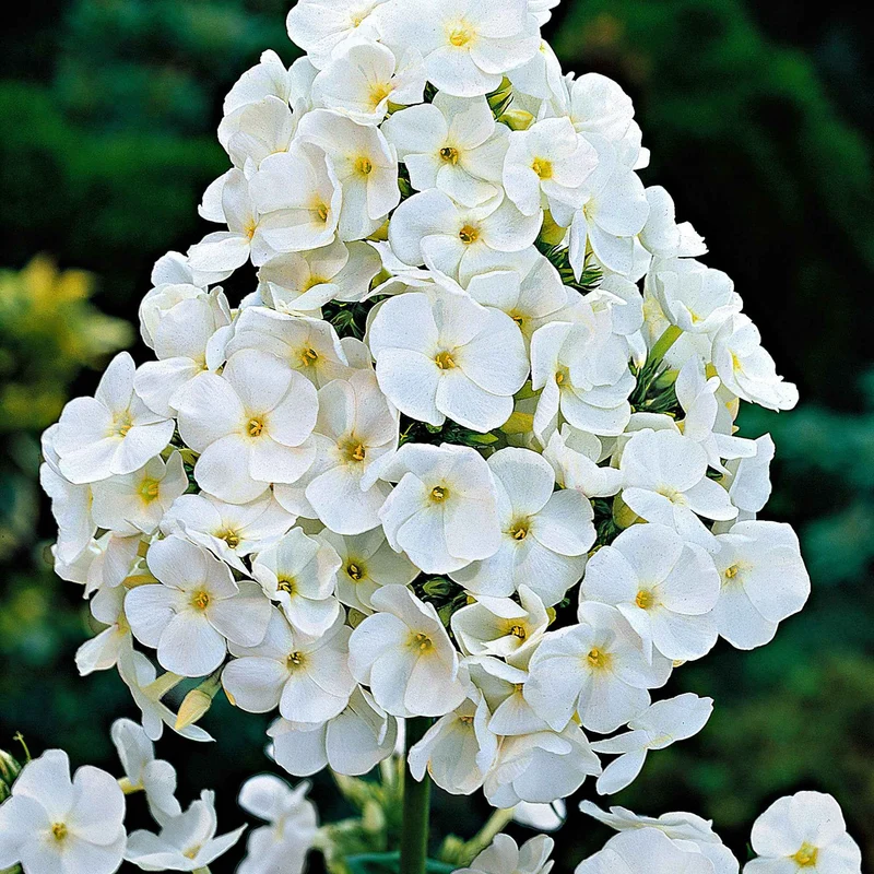 Phlox paniculé White Admiral