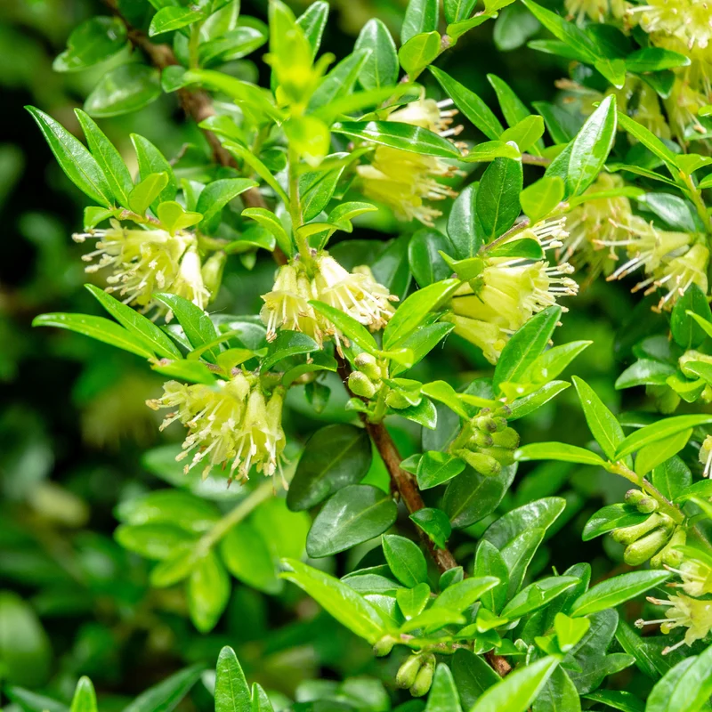 Chèvrefeuille arbustifs MossGreen