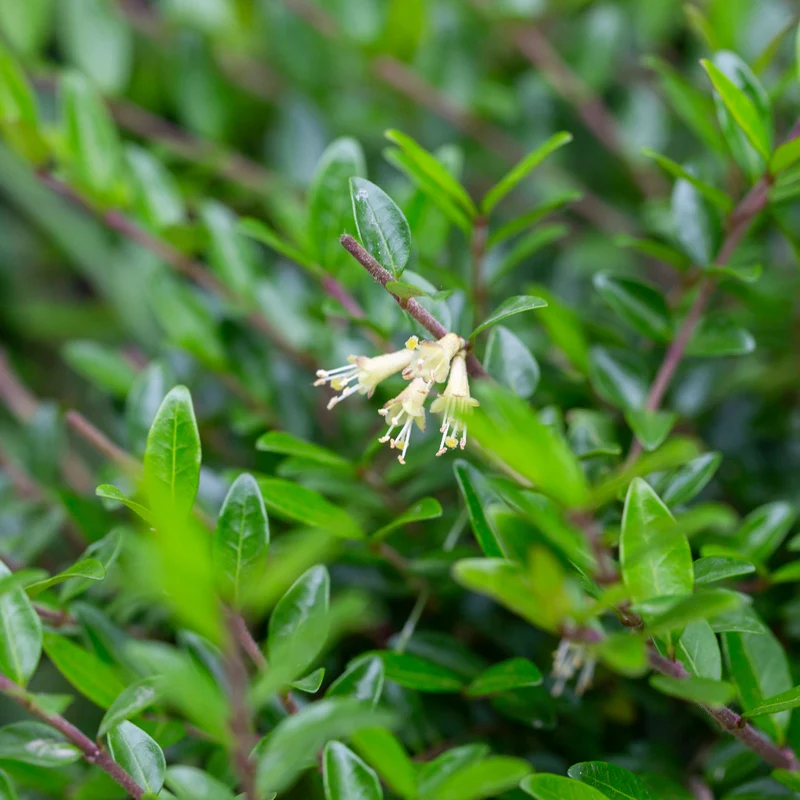 Chèvrefeuille arbustifs MossGreen