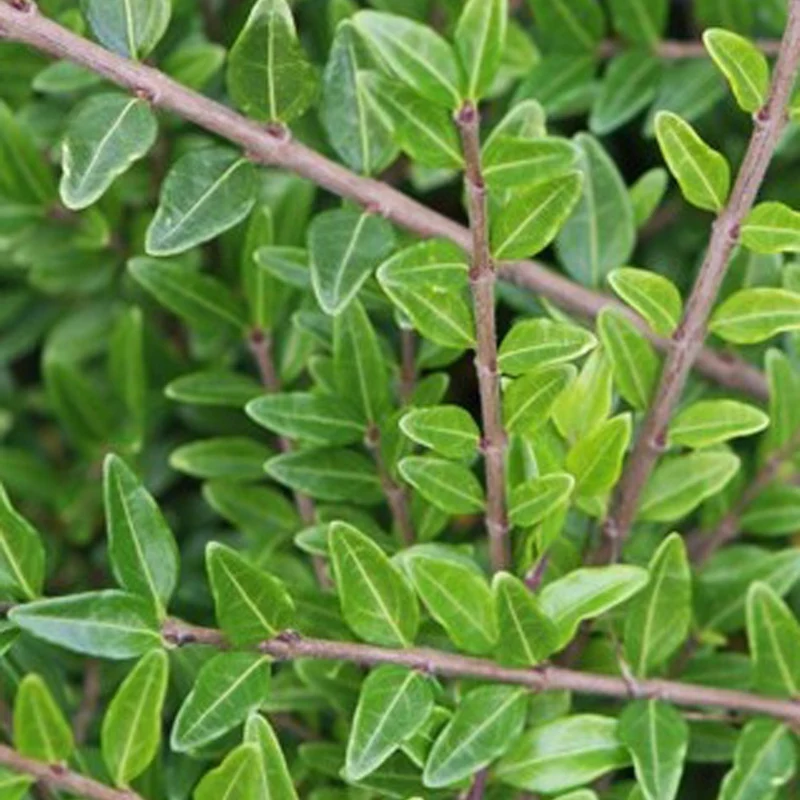 Chèvrefeuille arbustifs MossGreen