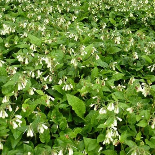 Consoude à grandes fleurs