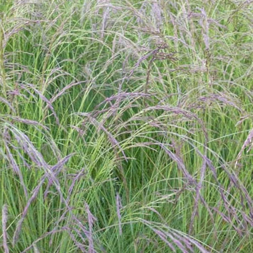 Fétuque améthyste