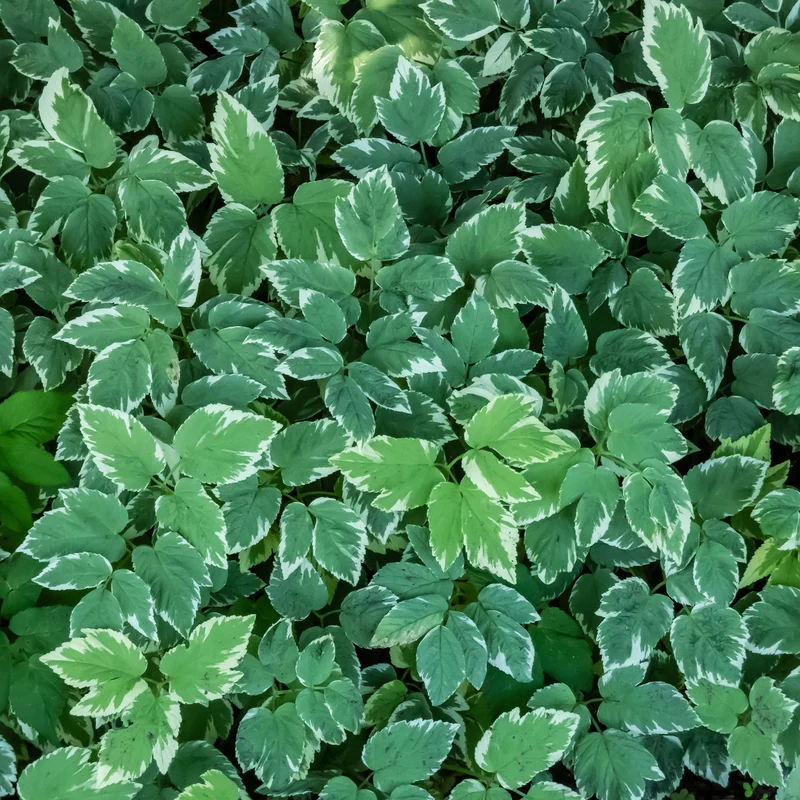 Herbe aux goutteux panachée