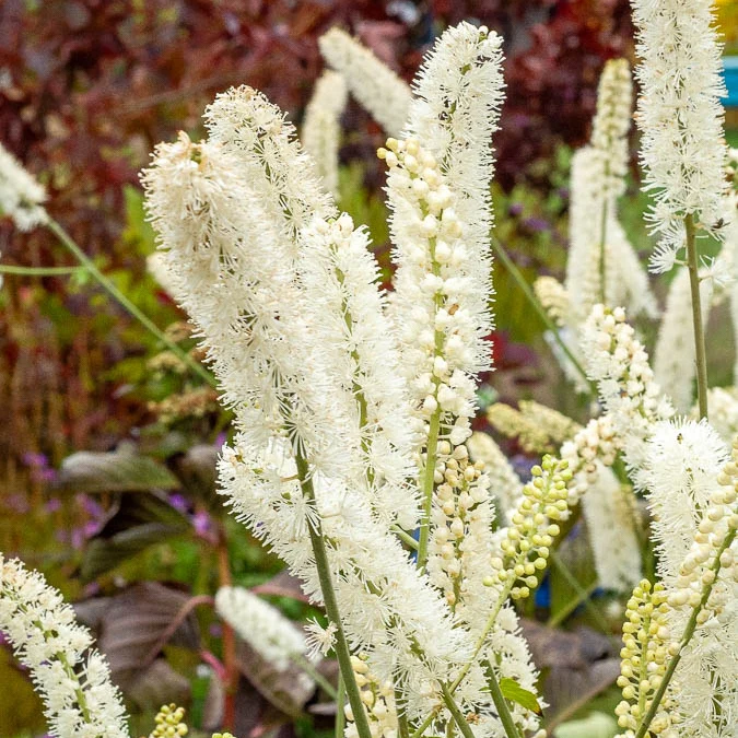 Cierge d'argent White Pearl