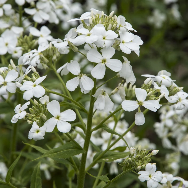 Julienne des Dames à fleurs blanches