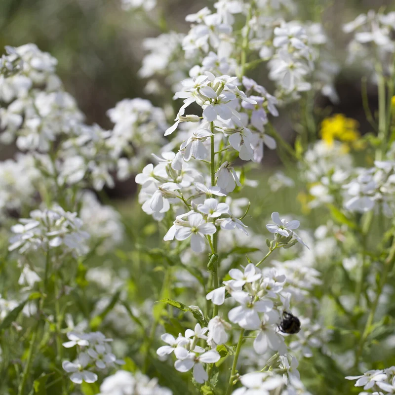 Julienne des Dames à fleurs blanches