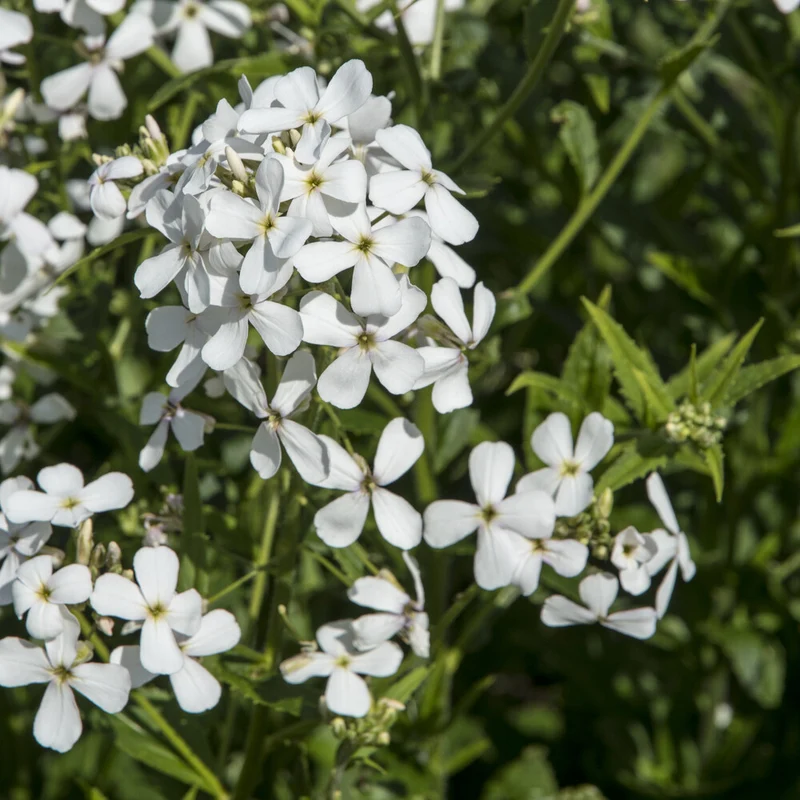 Julienne des Dames à fleurs blanches