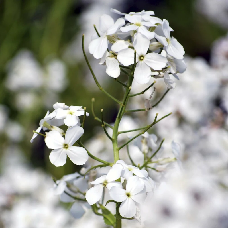 Julienne des Dames à fleurs blanches
