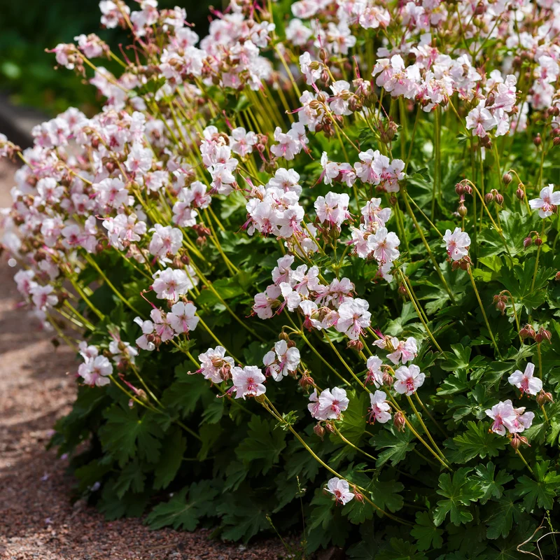 Géranium vivace Biokovo