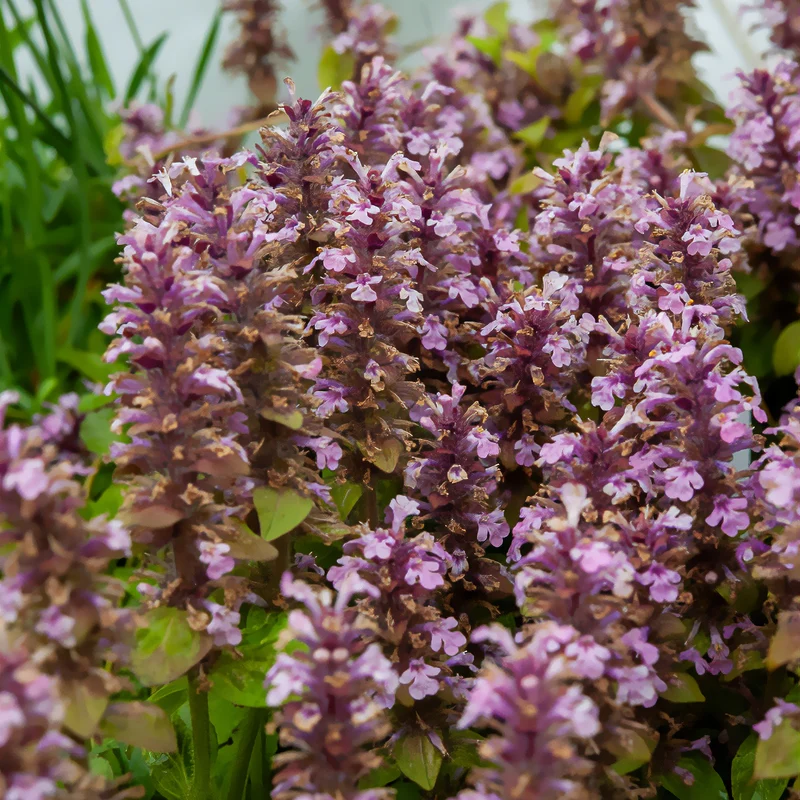 Bugle rampante Rosea