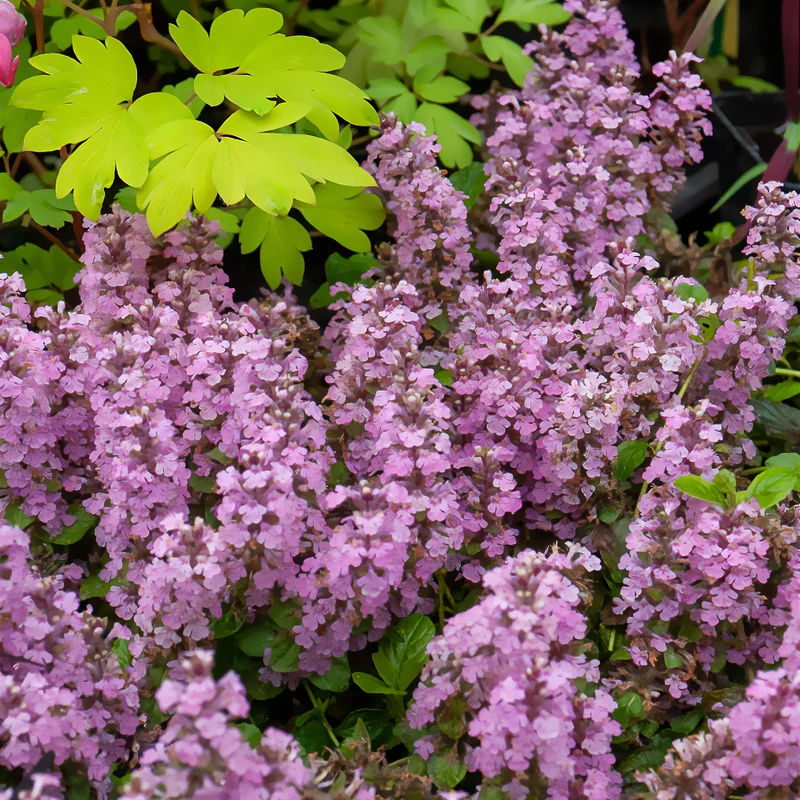 Bugle rampante Rosea