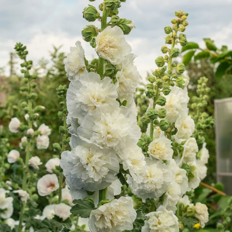 Rose trémière double Blanche