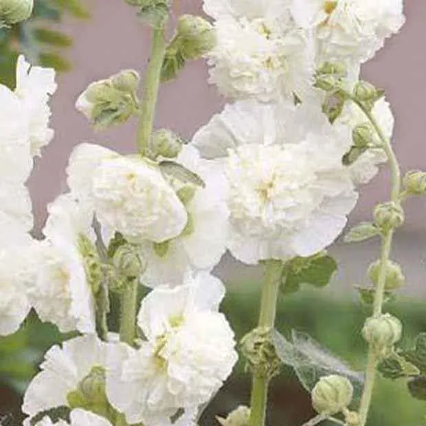 Rose trémière double Blanche