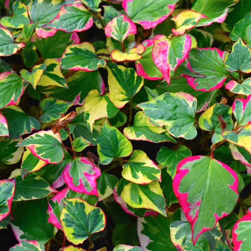 Houttuynia cordata Chameleon