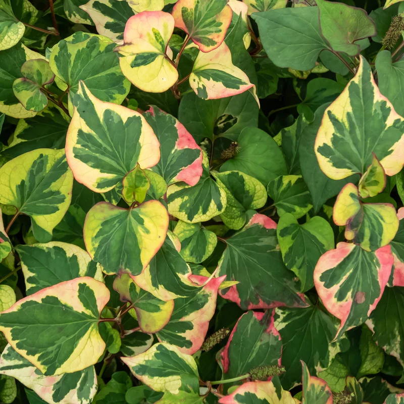 Houttuynia cordata Chameleon