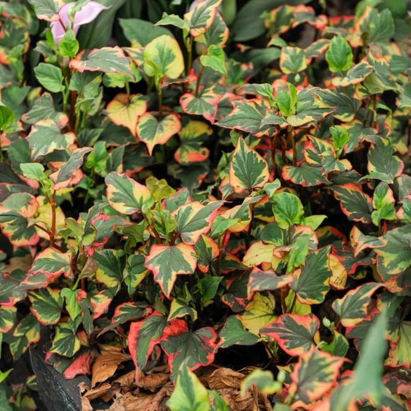 Houttuynia cordata Chameleon