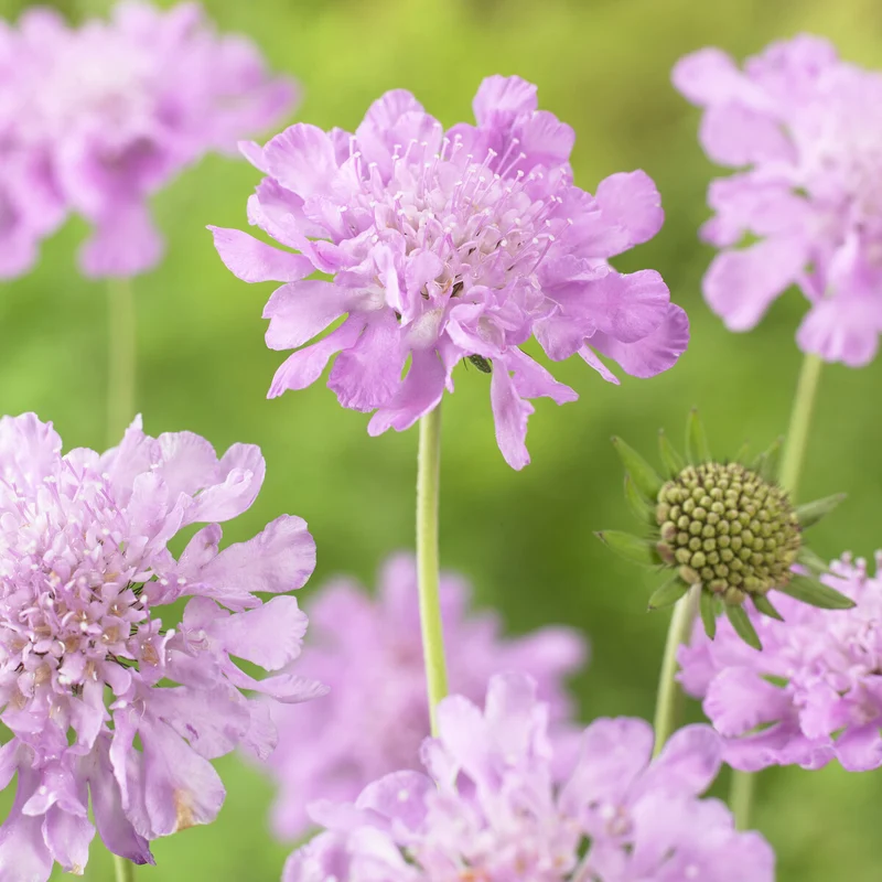Scabieuse colombaire Pink Mist