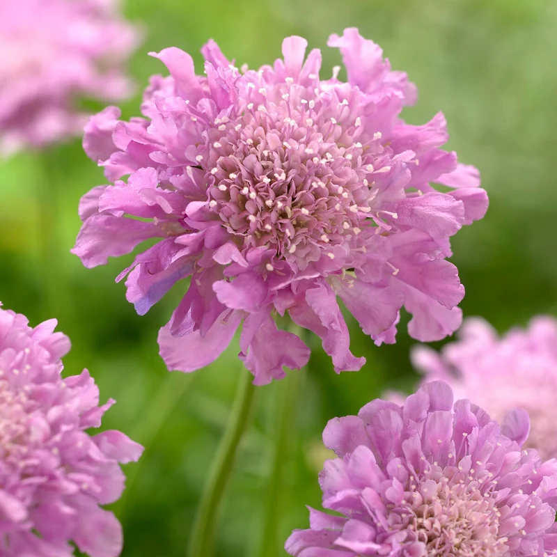 Scabieuse colombaire Pink Mist