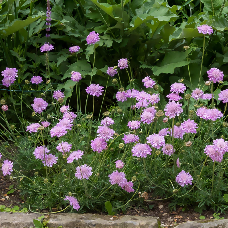 Scabieuse colombaire Pink Mist