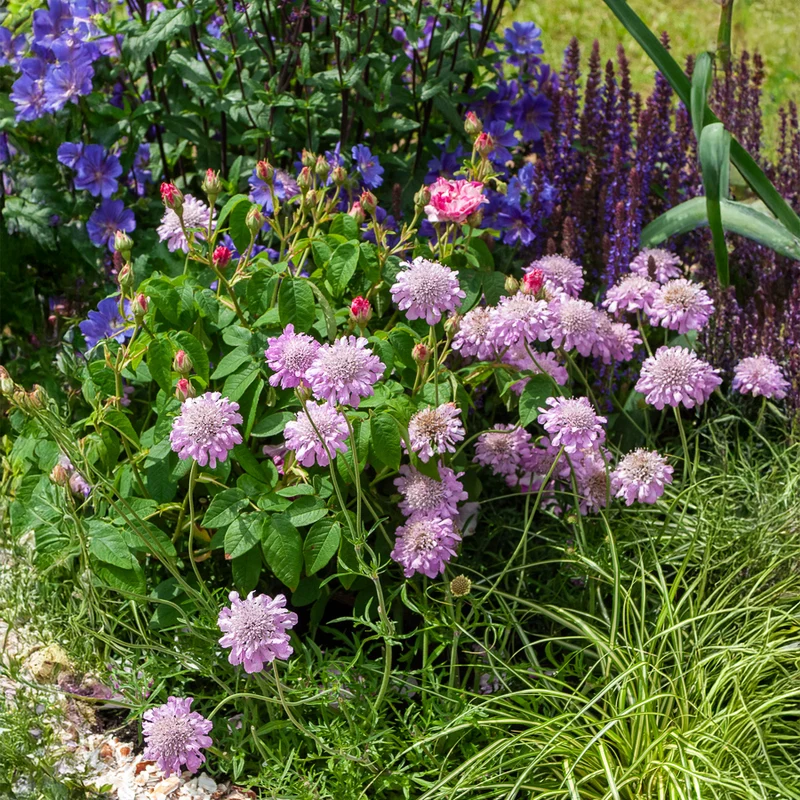 Scabieuse colombaire Pink Mist