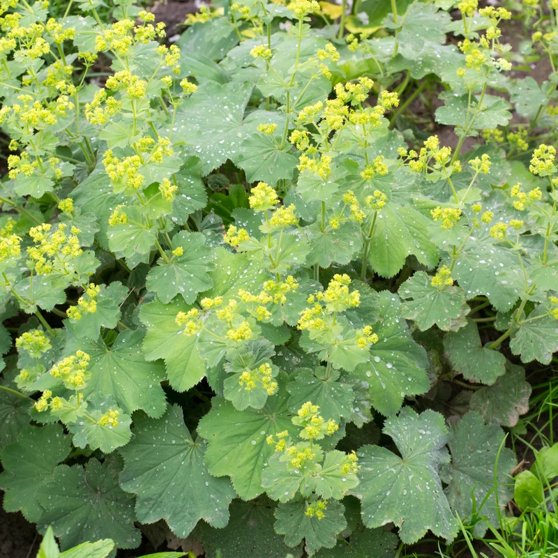 Alchemille vulgaris