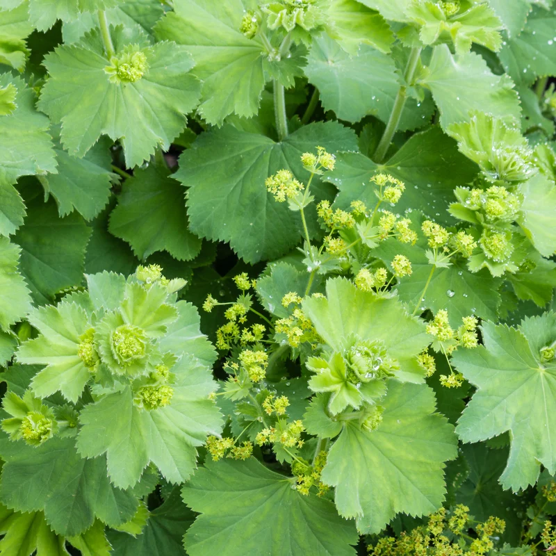 Alchemille vulgaris