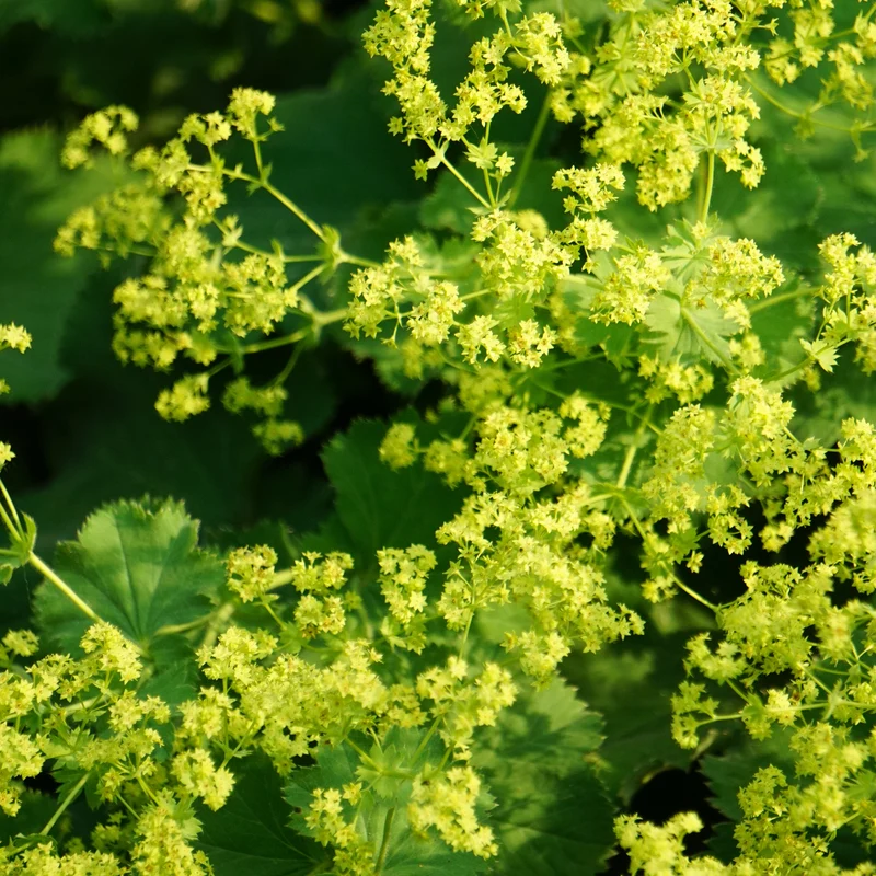 Alchemille vulgaris