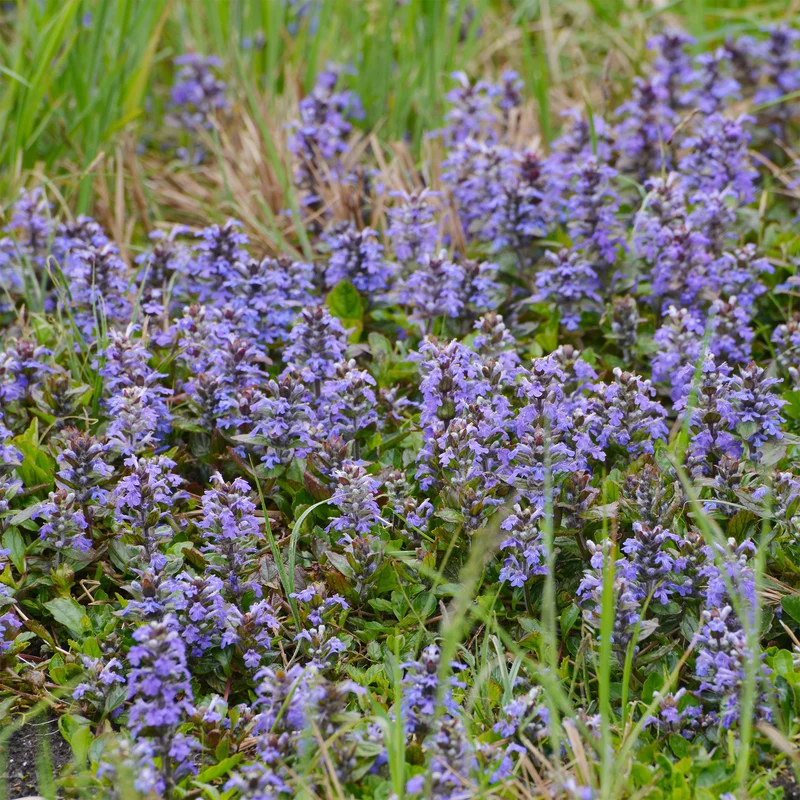 Bugle rampante