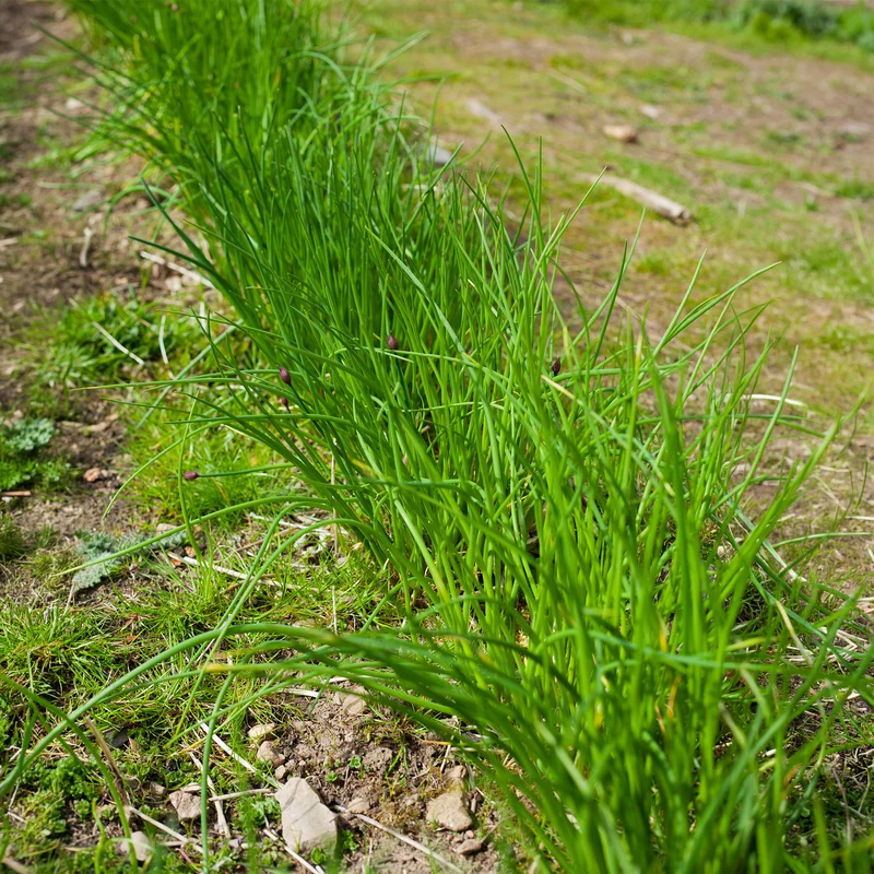 Ciboulette grosse feuilles Staro Bio