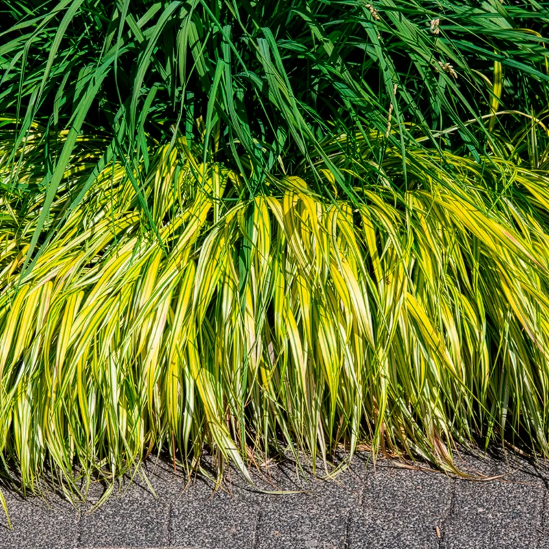 Herbe du Japon panachée Aureola
