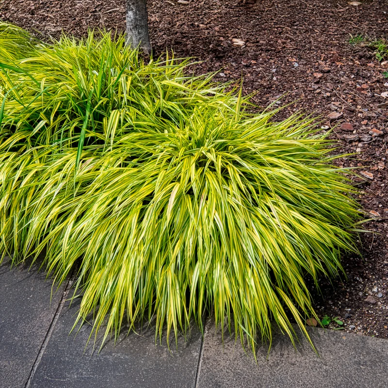 Herbe du Japon panachée Aureola