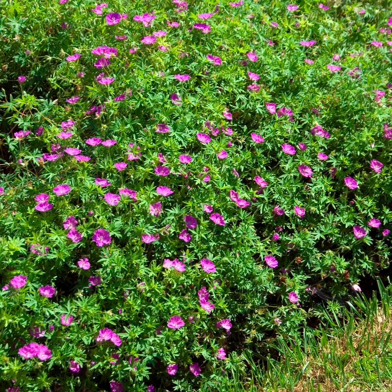Géranium vivace sanguin Compactum