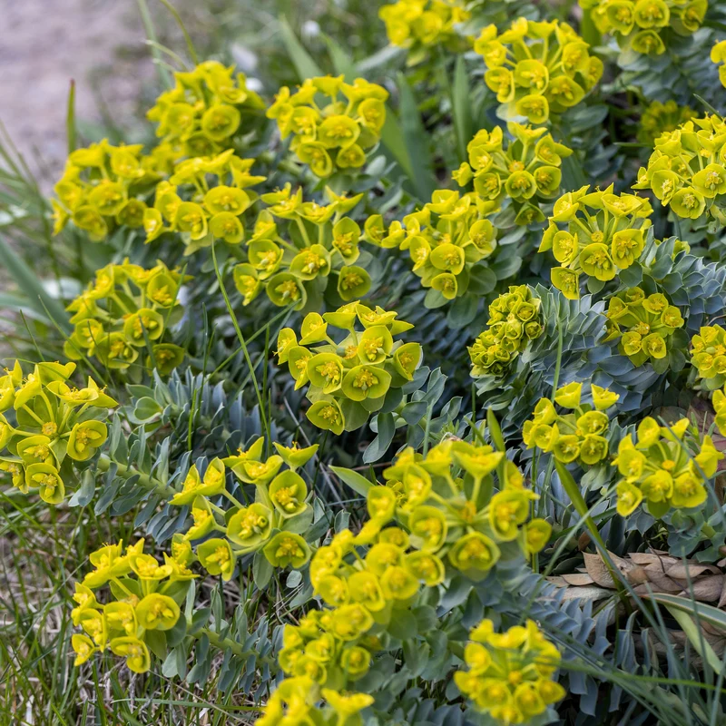 Euphorbe de Corse