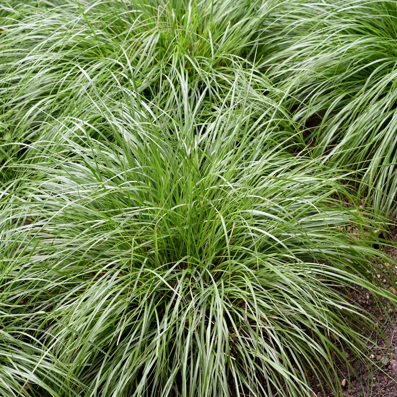 Laîche d'Oshima J.S. Greenwell - Carex