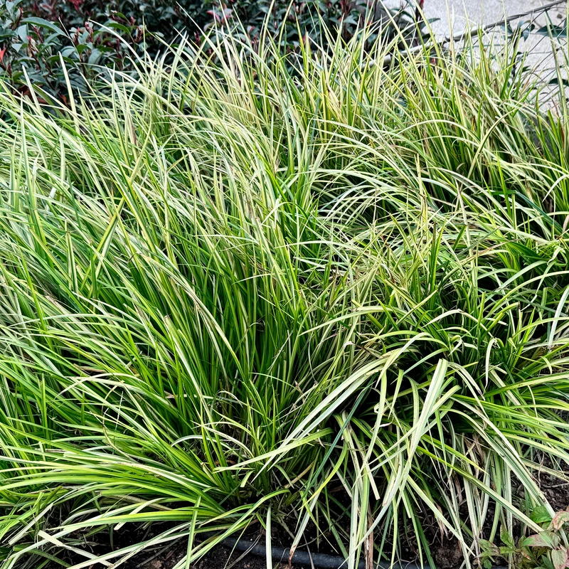 Laîche d'Oshima J.S. Greenwell - Carex